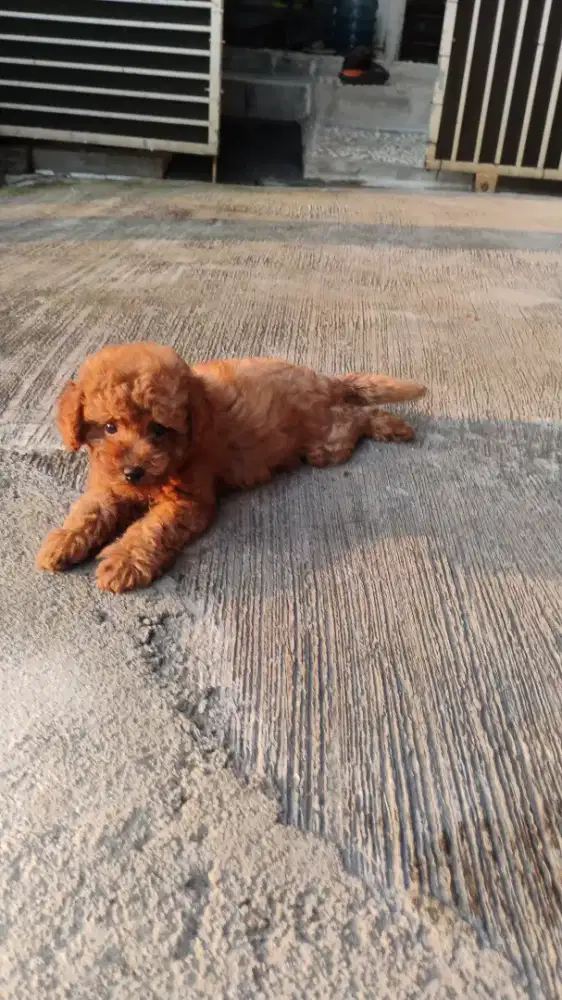 Puppy poodle jantan RTP 2 bulan