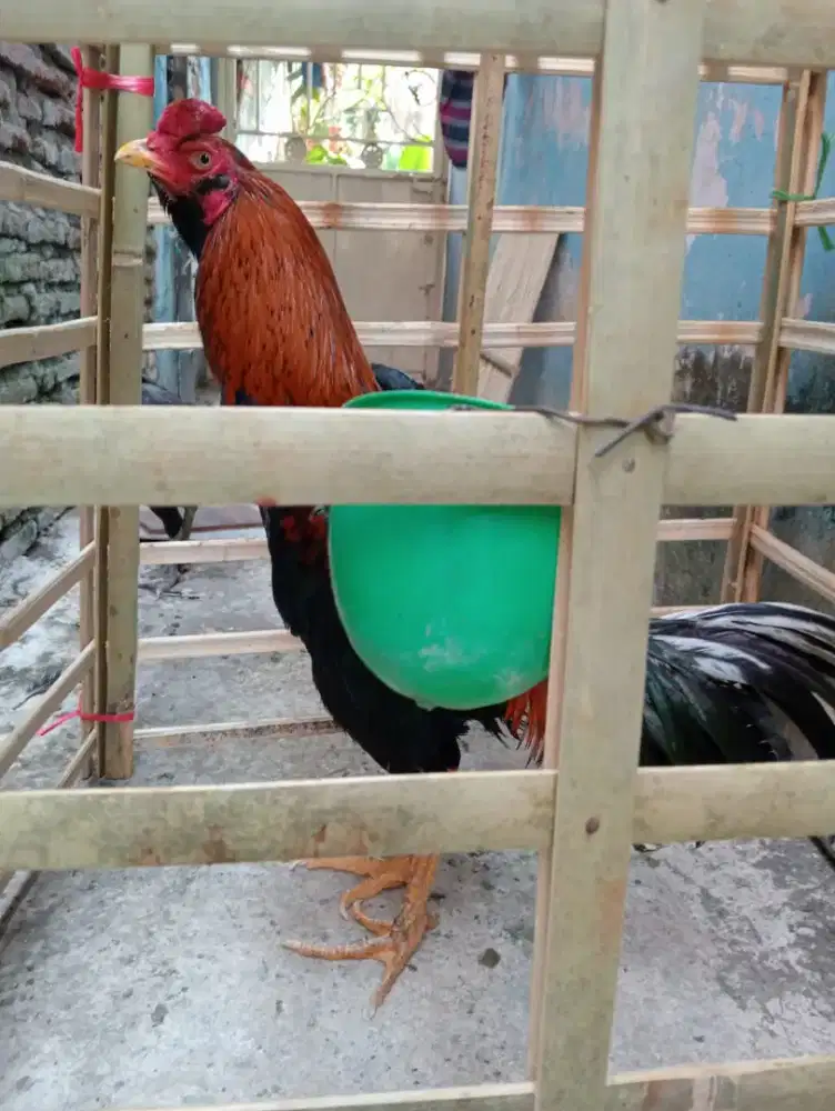 Ayam Bangkok klasik Abar 2x
