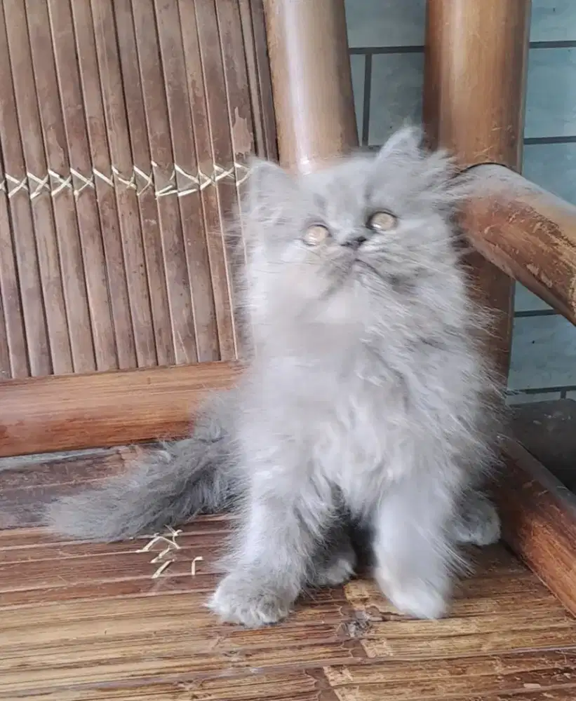 Anak kucing anggora/kitten flatnose betina/kucing persis betina
