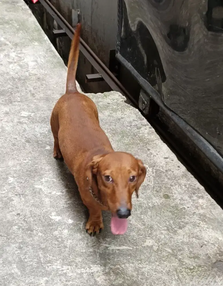 Tekel Murni / Duchshand / Sosis