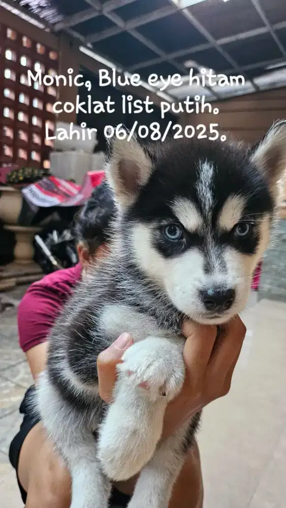 Husky siberian kembarlima, blue eye dan flip flop