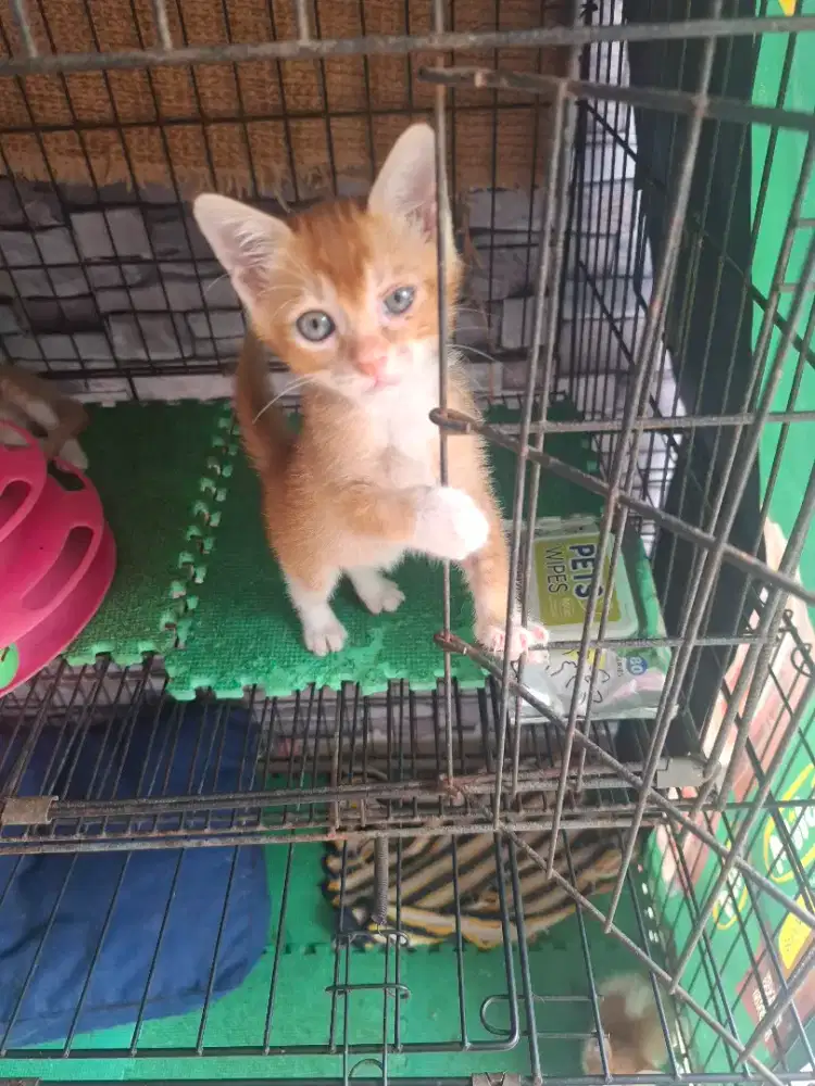 Hibah kucing lokal