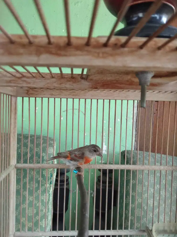 Betina redsiskin delute split Dd
