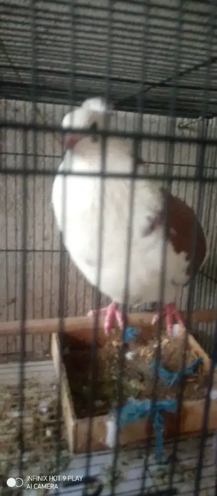 Merpati Jambul Jantan