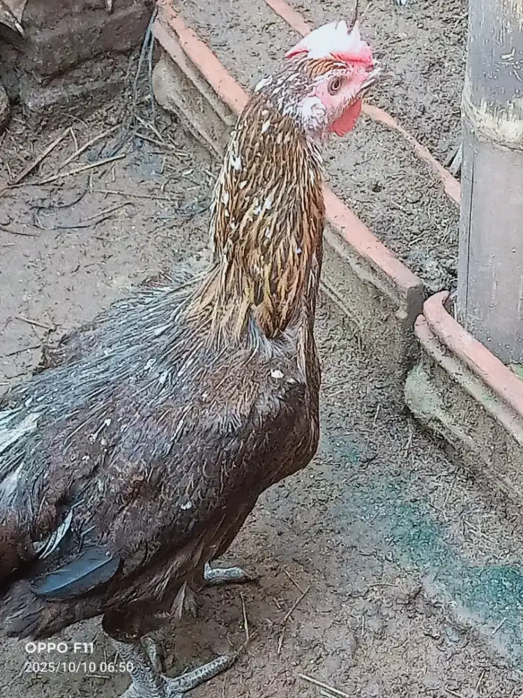 Ayam pelung betina