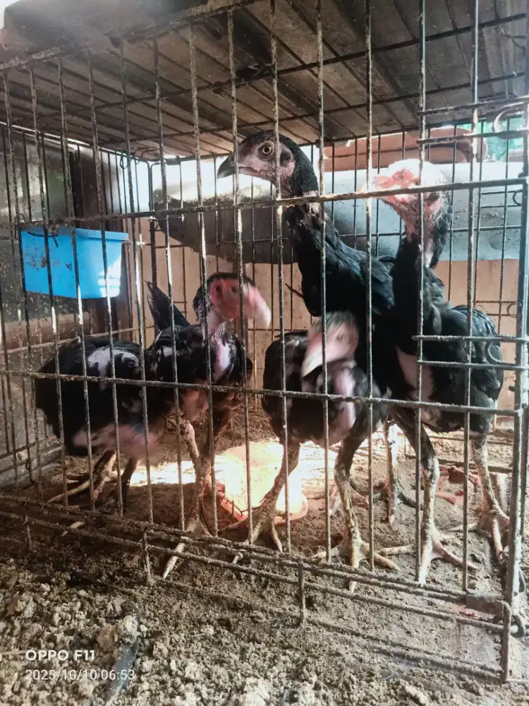 Anakan Ayam Bangkok jantan 2 ekor betina 3 ekor