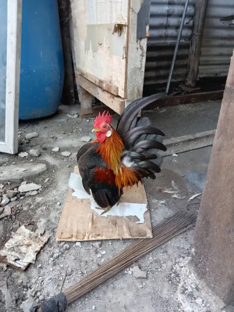 Ayam mini sehat