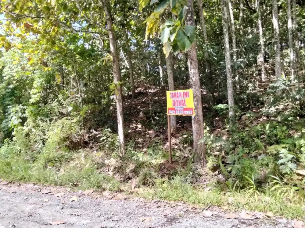 TANAH MURAH BERISI POHON JATI DAN VIEW PANTAI DI PERBATASAN PROVENSI