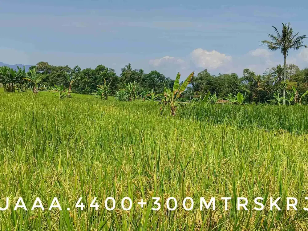 Dijual tanah sawah kebun luas subur pinggir jalan lokasi bagus dekat kota