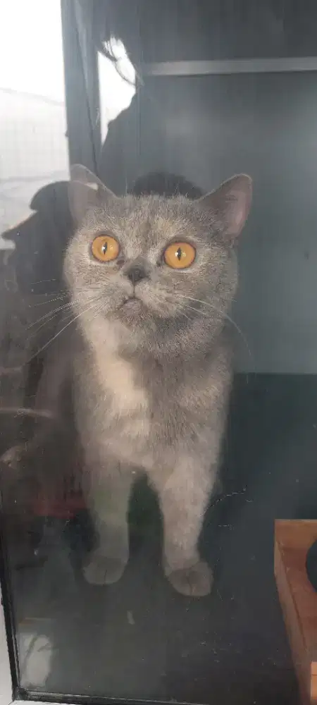 BSH TORTIE BETINA HAMIL BRITISH SHORT HAIR