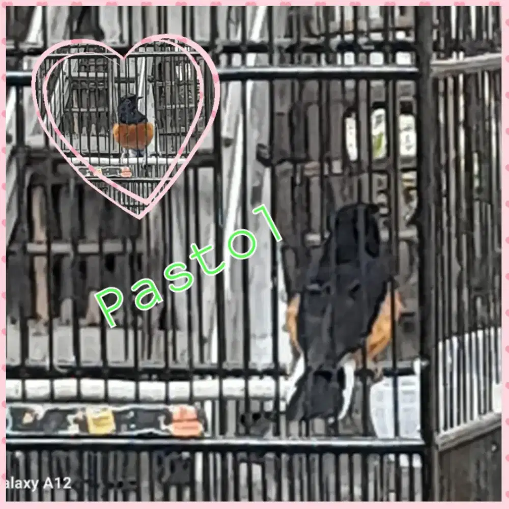Murai pastol FS