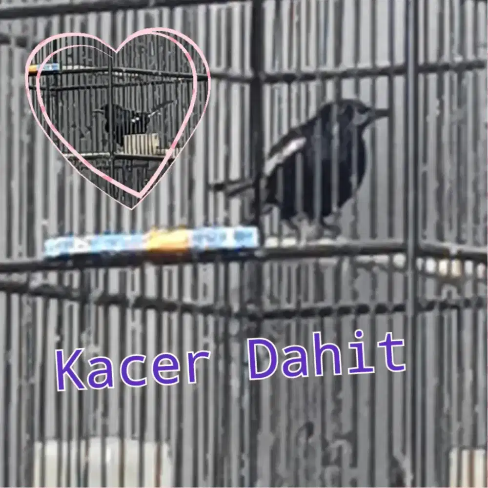 Kacer dahit Fullset