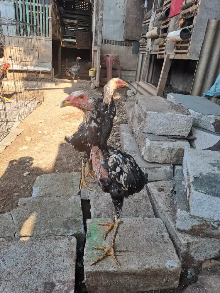 Ayam bangkok betina