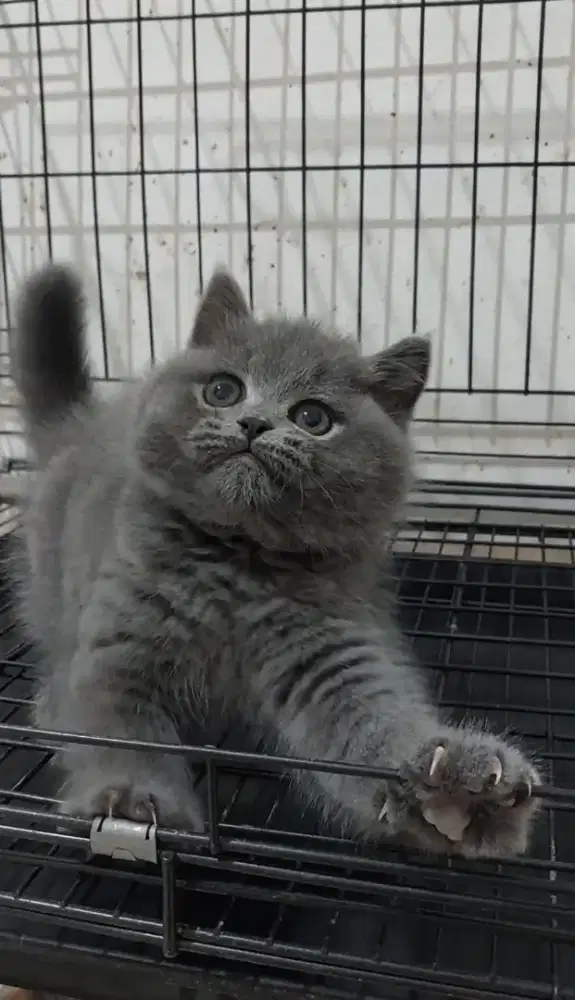 Kucing british shorthair kitten british shorthair kucing bsh