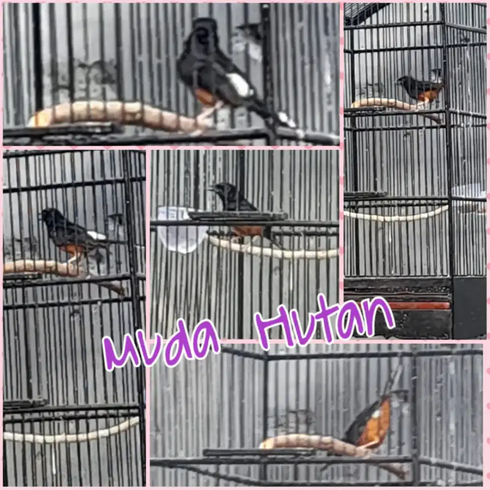 Murai muda hutan Fs