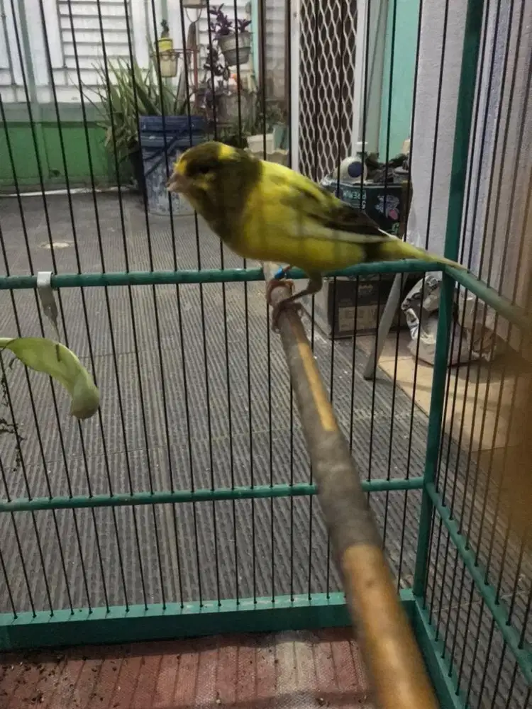 Kenari F1Ys gacor dor