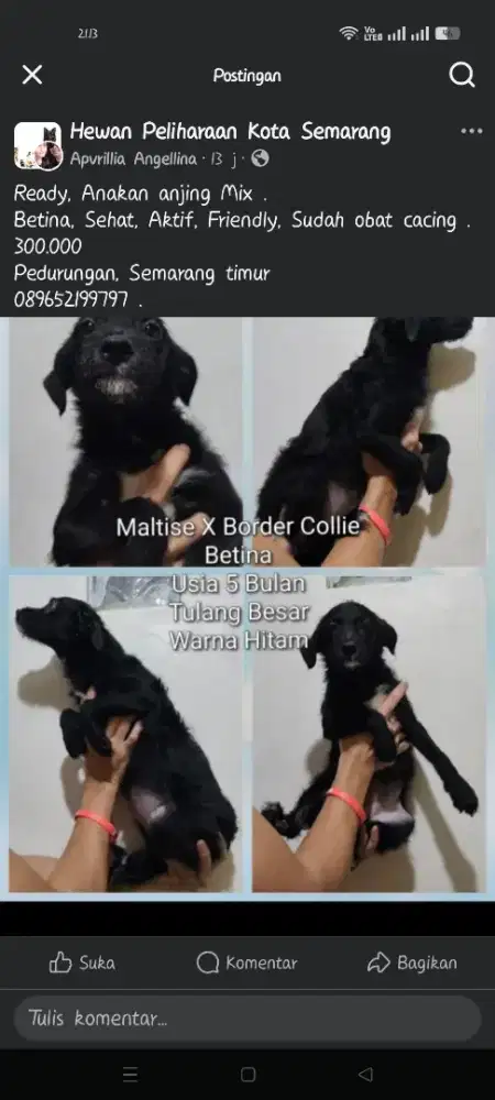 Anakan Anjing Size Besar