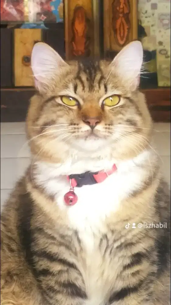 Jual kucing usia 8 bulan