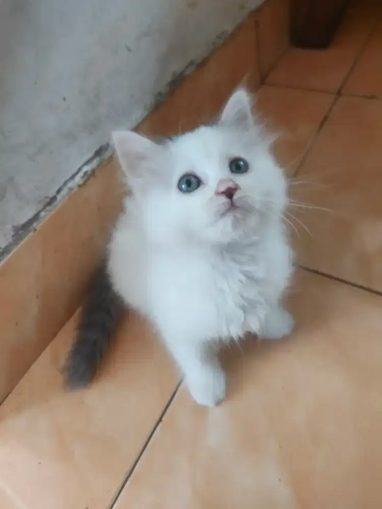 Kitten Persia bulu tebal.