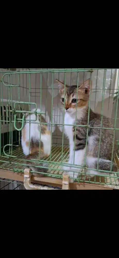 Kucing Scottish Straight