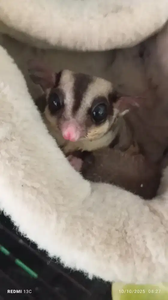 Sugar Glider Classic Grey Indukan