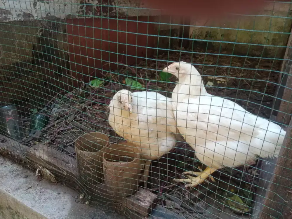 ayam putih 2 ekor