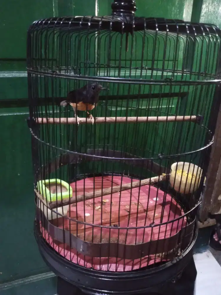 Dijual burung murai betina fullset