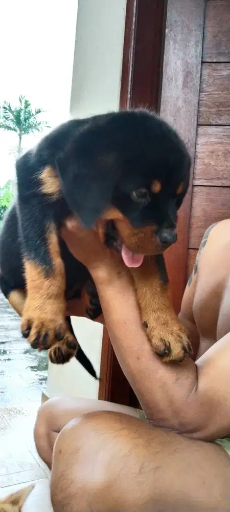 Rottweiler jantan
