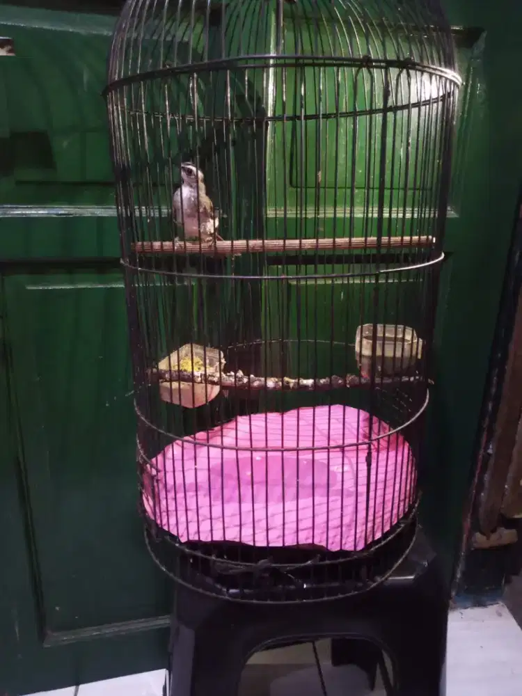 Dijual burung trucuk fullset