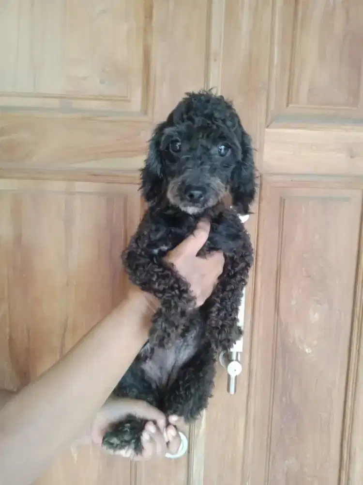 Poodle Hitam mini