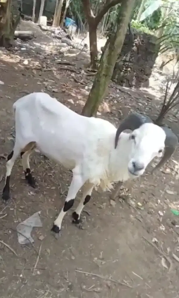 Dombaa ekah atanapi ingueunna