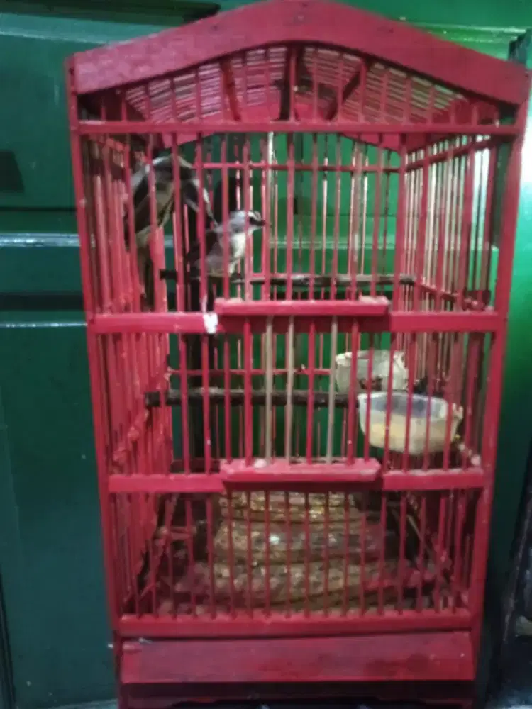 Dijual burung trucuk fullset