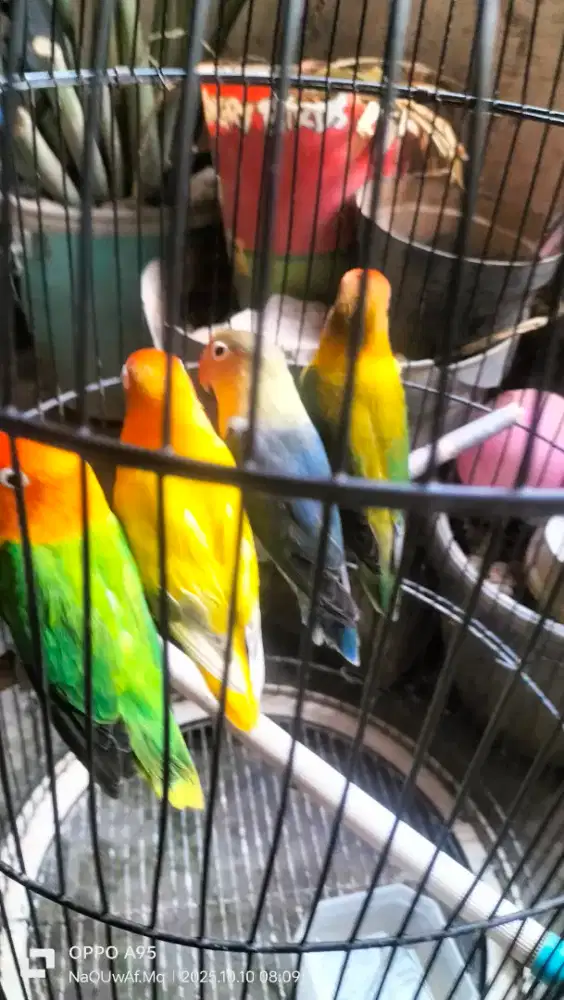 Lovebird dewasa produksi