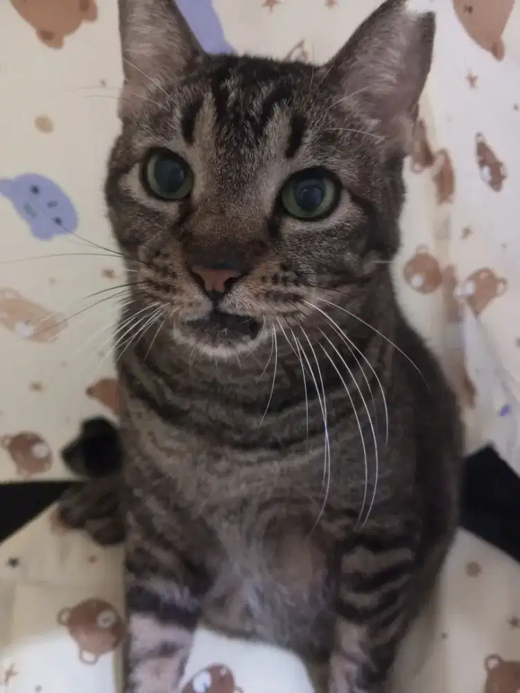Jasa Cat Sitter Jabodetabek