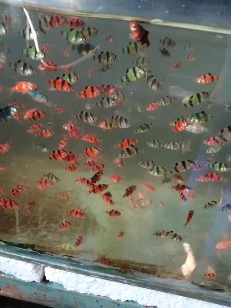 Ikan Sumatra warna warni 100ekor