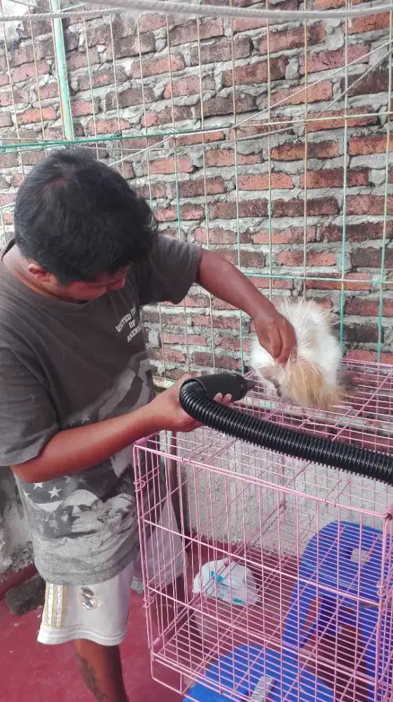 Daily Grooming untuk memandikan hewan ( salon kucing)