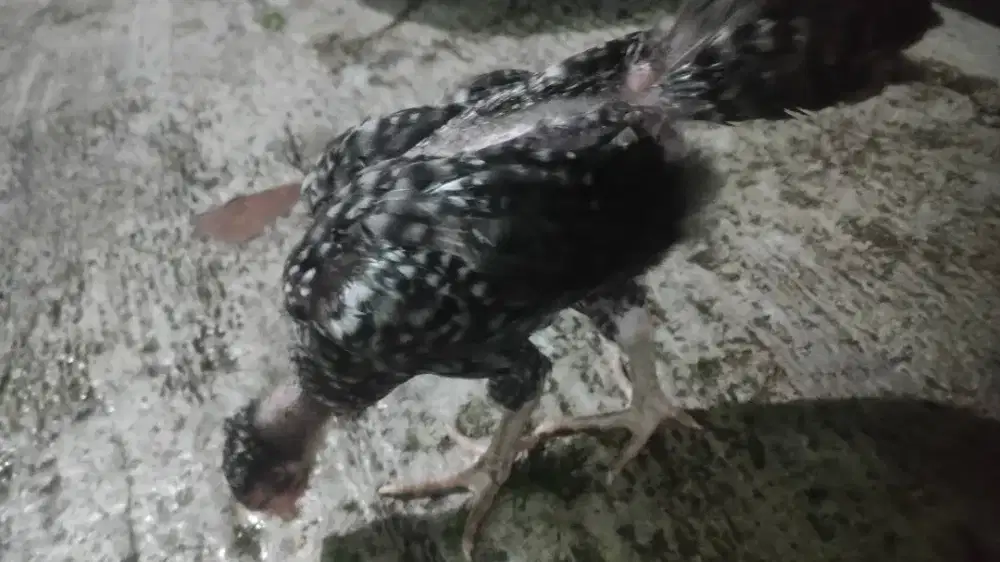 Jual ayam usia 2bln