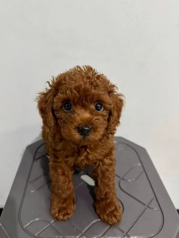 Red Toy Poodle Asli Sehat