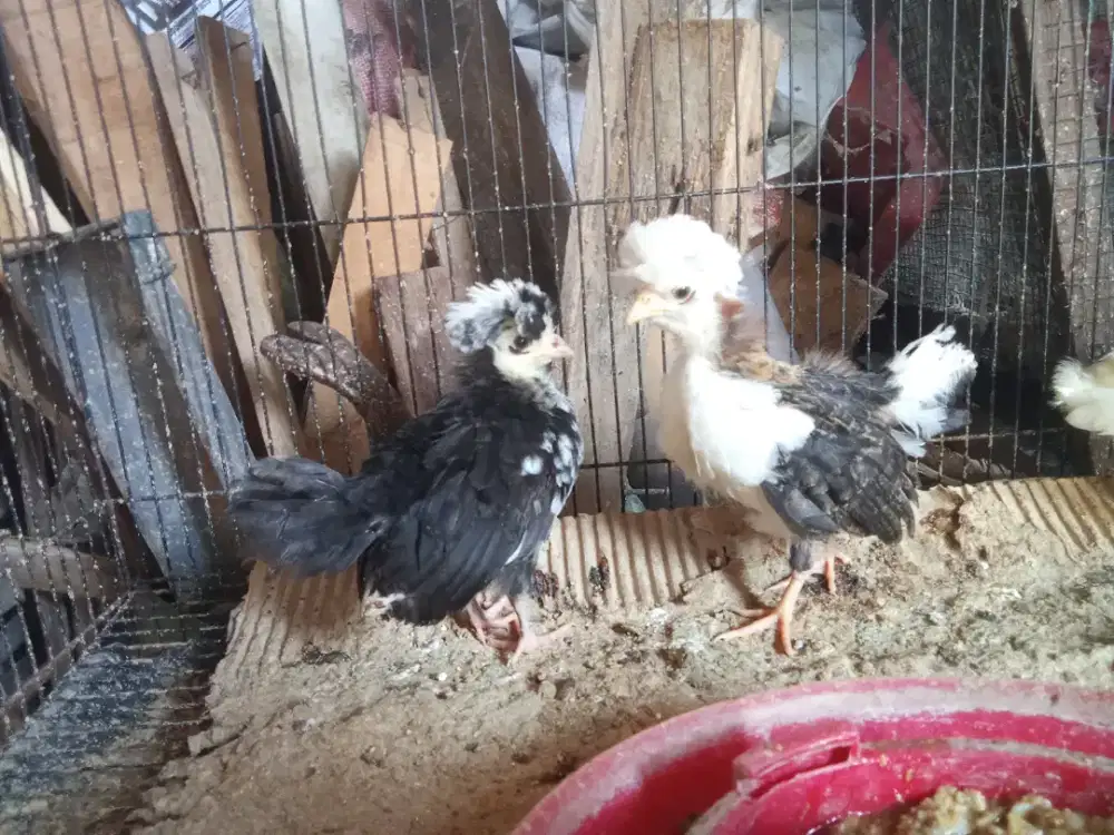 Anak ayam Polan umur 1,5 bln
