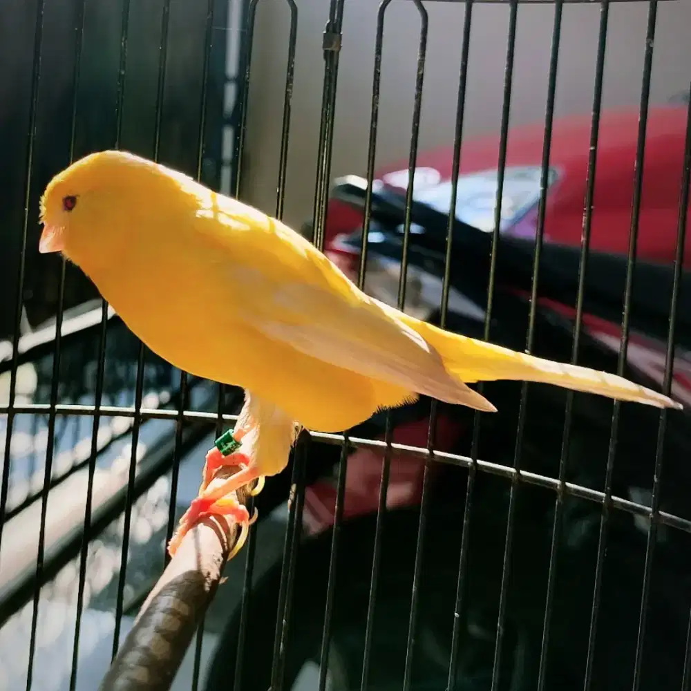 Kenari F1 Rasmi