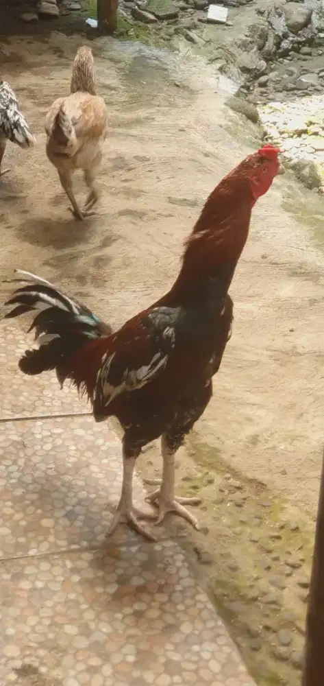 Ayam bangkok super big juara bagus buat pacek