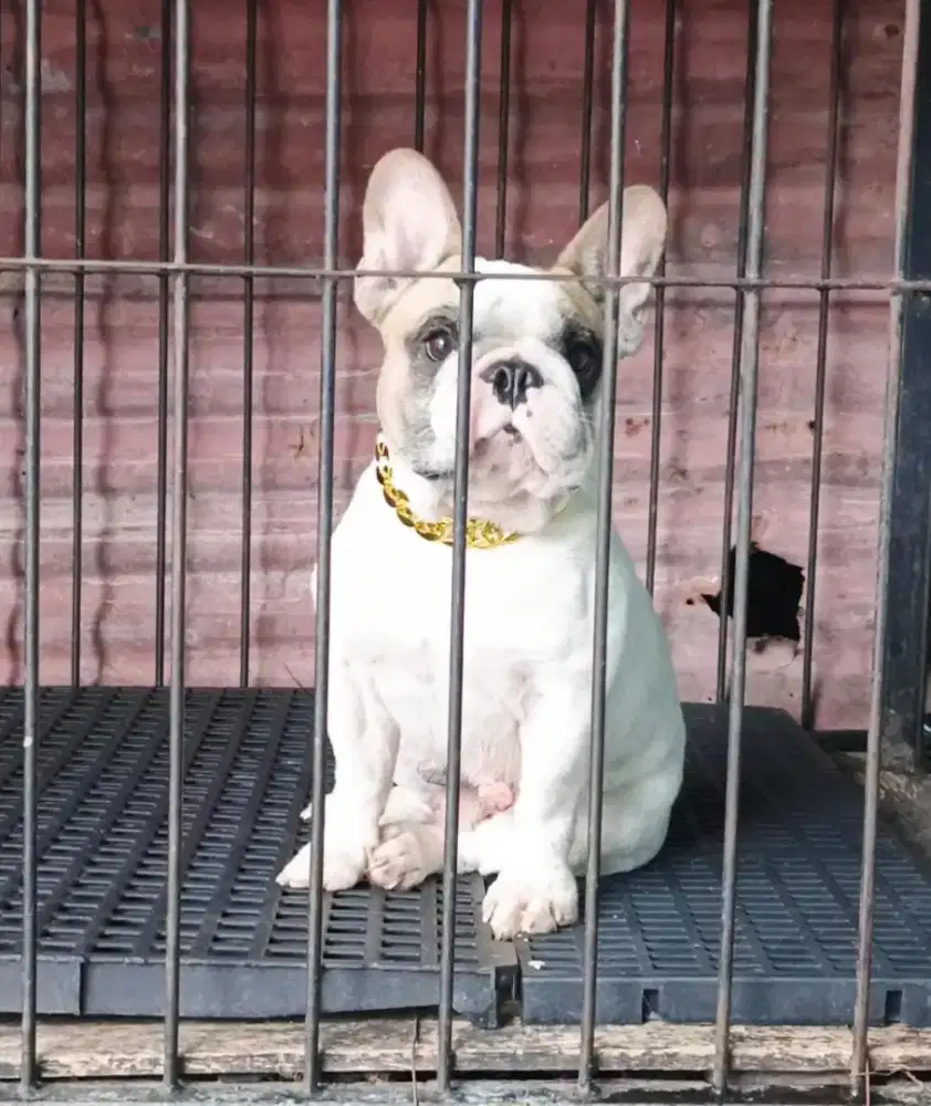 French Bulldog Jantan