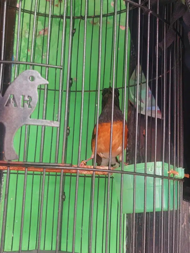 Jual muray beti.