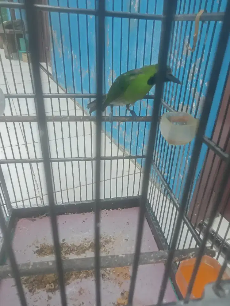 Burung Murai hijau