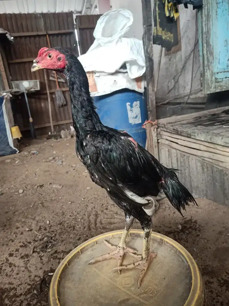 Ayam muda/anum laki bini