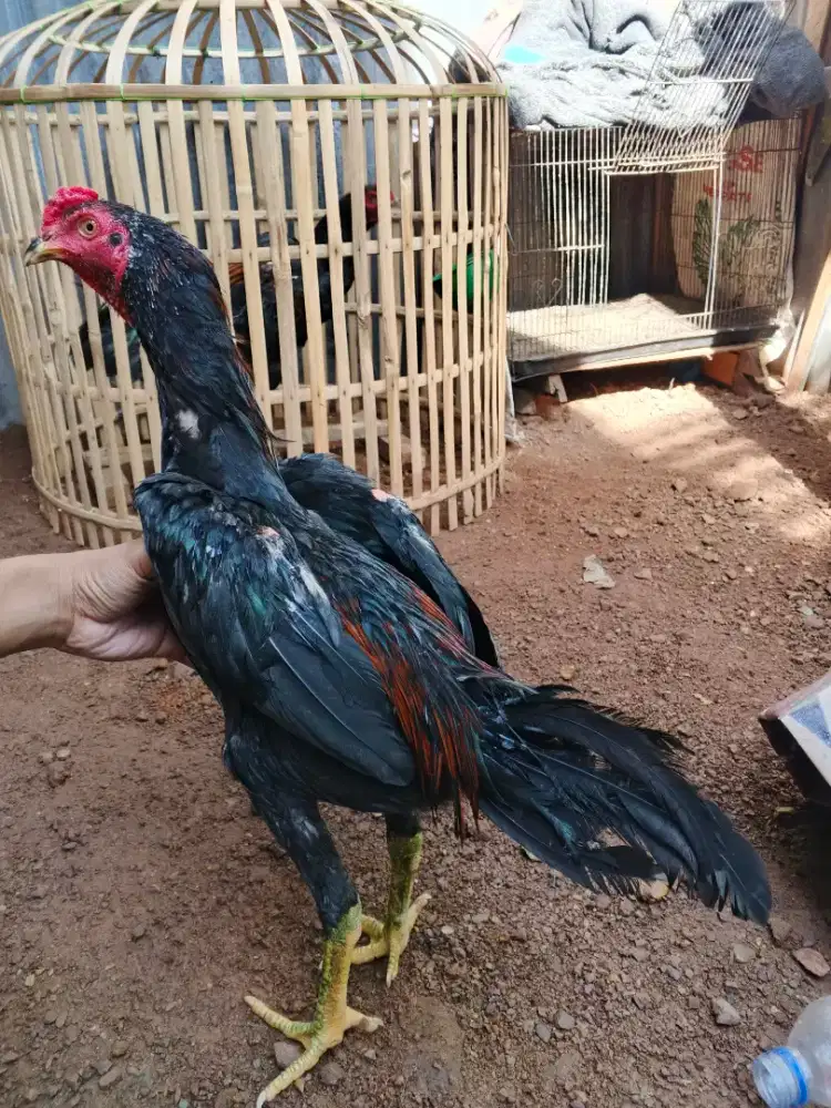Ayam pakhoy line panzer