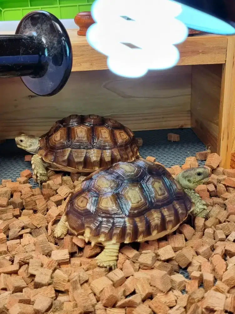 Sulcata ukuran 13,2 cm dan 12,5 cm