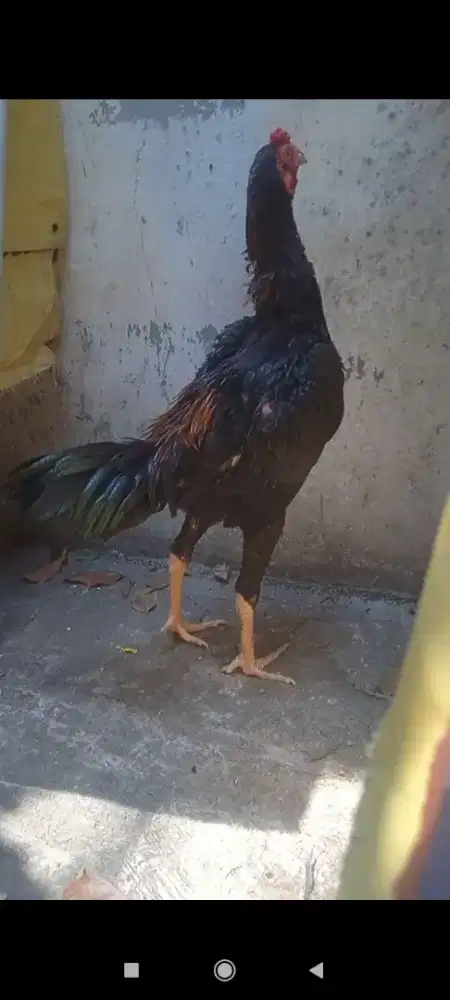 Jual ayam Bangkok muda pamakoy um +5 BLN