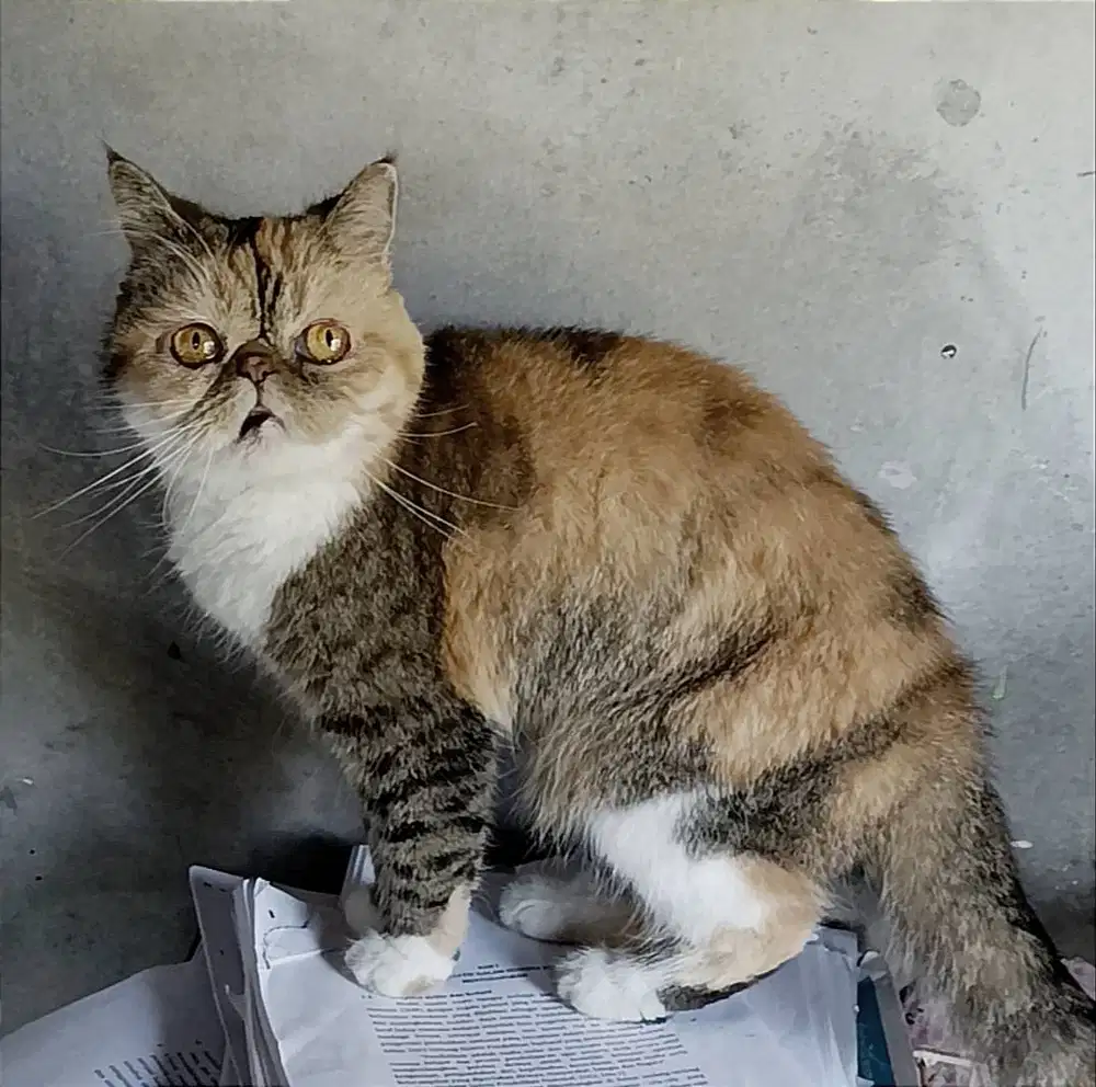 Exotic short hair peaknose dewasa