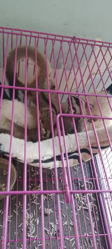 Jual SUGARGLIDER SEPASANG
